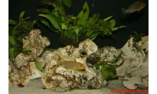 Malawi Mbuna Artbecken 240l